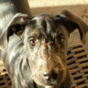 Meet your Posher, Randy